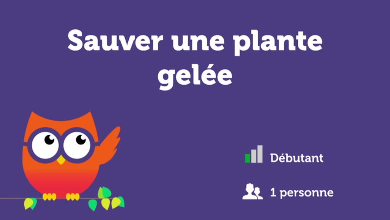 Sauver une plante gelée