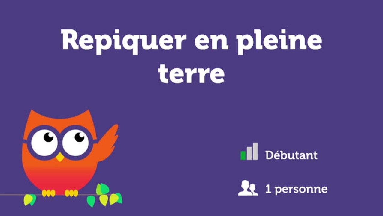 Repiquer en pleine terre