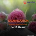 Signification de 10 fleurs