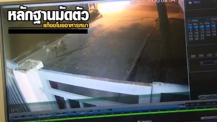 เปิดกล้องวงจรปิด หลังทนไม่ไหวอาหารหมา หายติดต่อกัน 3 วัน ที่แท้ถูกแก๊งนี้ลักขโมย