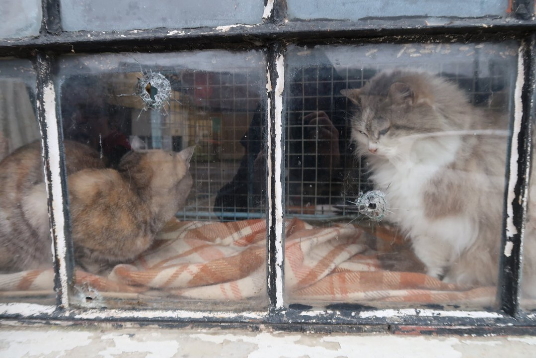 Pompierre : il tire sur un chat derrière la vitre d’une maison