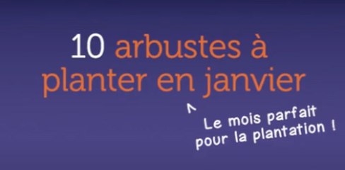10 arbustes à planter en janvier