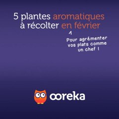 5 plantes aromatiques à récolter en février