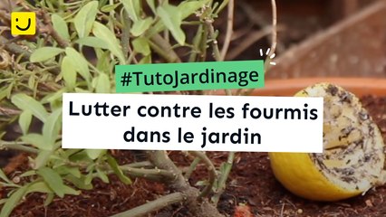 Lutter contre les fourmis dans le jardin