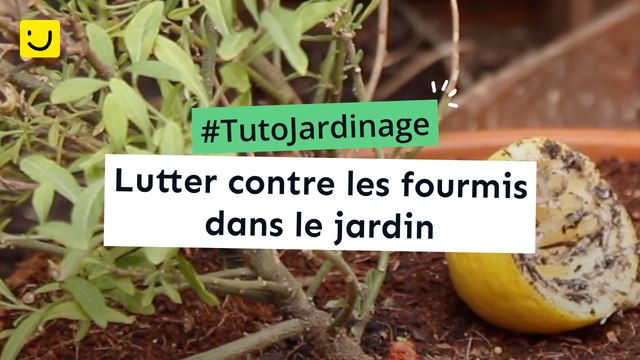 Lutter contre les fourmis dans le jardin