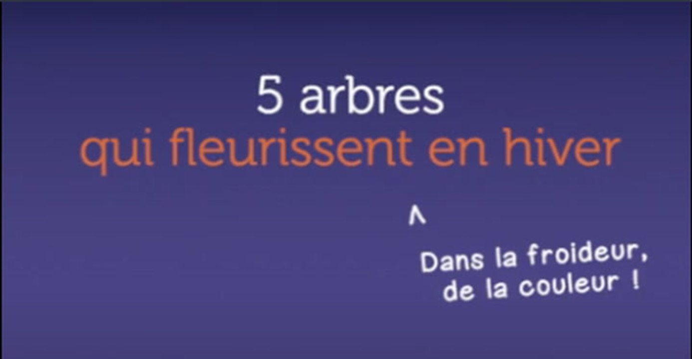 5 arbres qui fleurissent en hiver