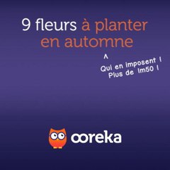 9 fleurs à planter en automne