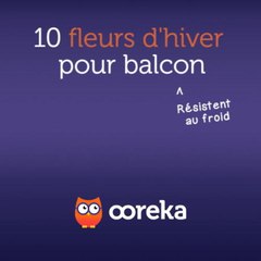 10 fleurs d'hiver pour balcon