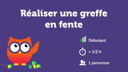 Réaliser une greffe en fente