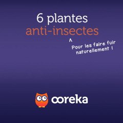 6 plantes anti-insectes