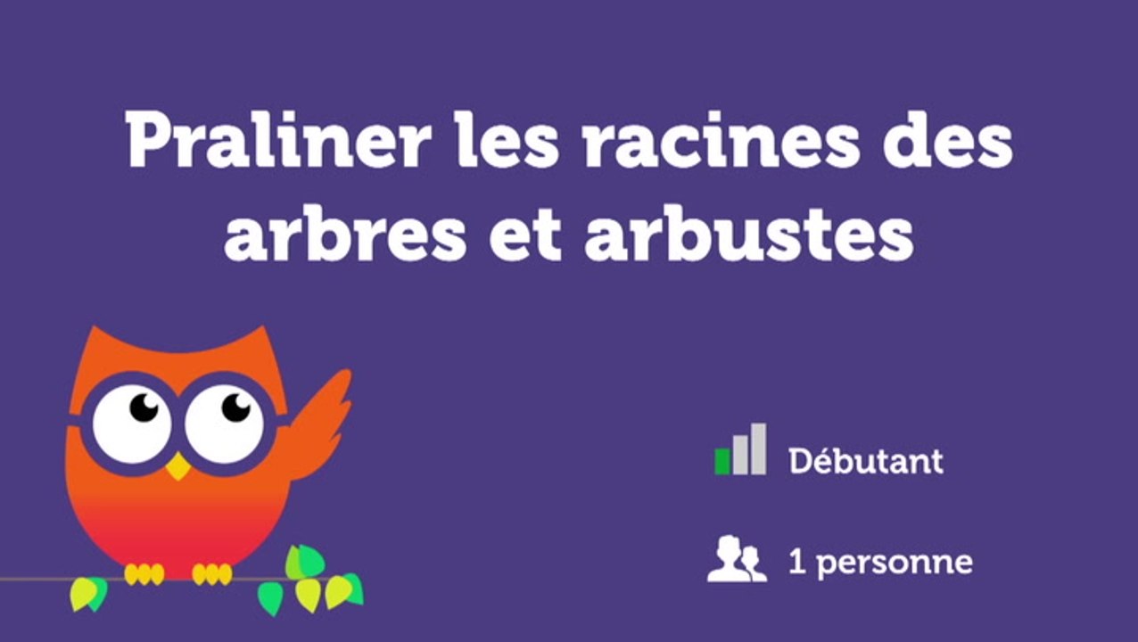 Praliner les racines des arbres et arbustes