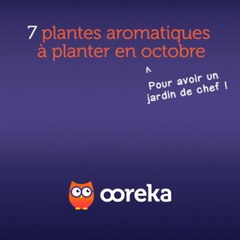 7 plantes aromatiques à planter en octobre