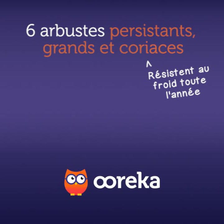 6 arbustes persistants, grands et coriaces