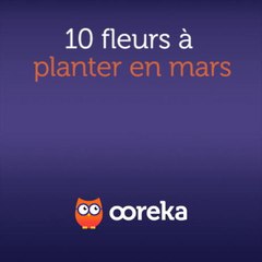 10 fleurs à planter en mars