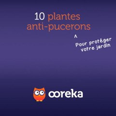 10 plantes anti-pucerons