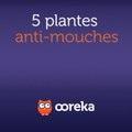 5 plantes anti-mouches