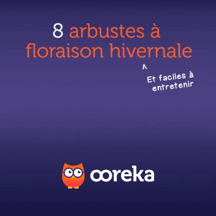 8 arbustes à floraison hivernale