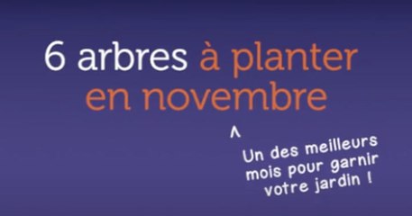 6 arbres à planter en novembre