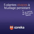 5 plantes vivaces à feuillage persistant