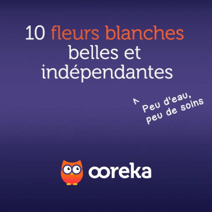 10 fleurs blanches belles et indépendantes