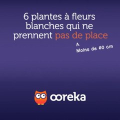 6 plantes à fleurs blanches qui ne prennent pas de place