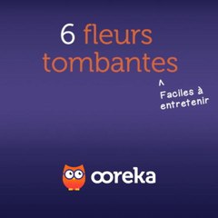 6 fleurs tombantes faciles à entretenir