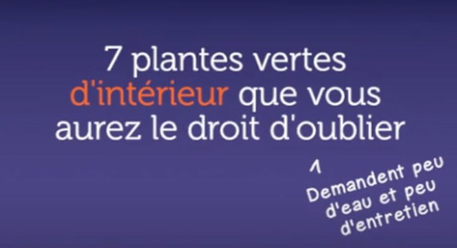 7 plantes vertes d'intérieur que vous aurez le droit d'oublier