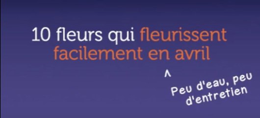 10 fleurs qui fleurissent facilement en avril