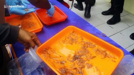 Indonesian police seize smuggled lobster seeds worth $374,000