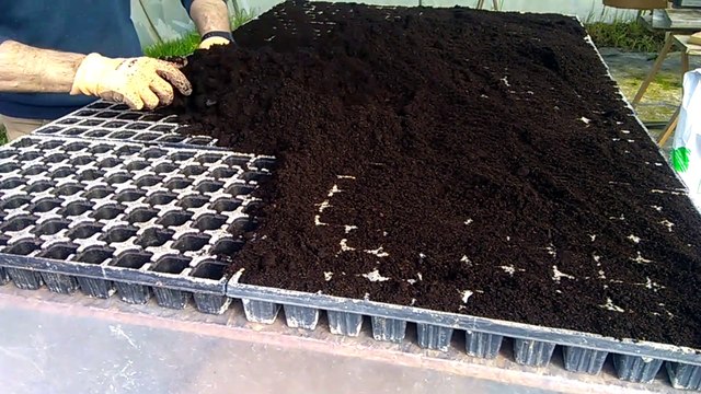 Semis épinards maraichage bio