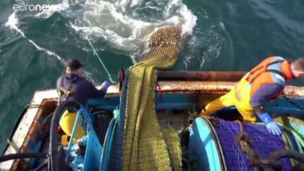 هل يحرر "بريكست" السمكة البريطانية من الشبكة الأوروبية؟