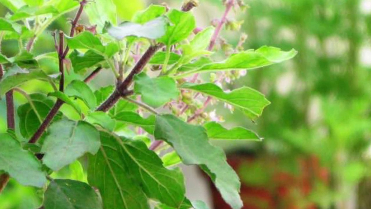 Cancer,younrog, अनियमित पीरियड्स का चमत्कारी प्रयोग