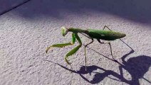 Mantis Walks Down Spanish Street