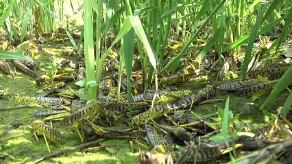باكستان تجهد لمكافحة غزوات الجراد المدمرة