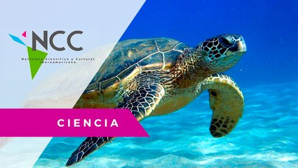 Tortuga que comía plásticos es rescatada y puesta a dieta por ambientalistas