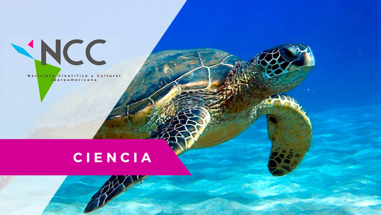 Tortuga que comía plásticos es rescatada y puesta a dieta por ambientalistas