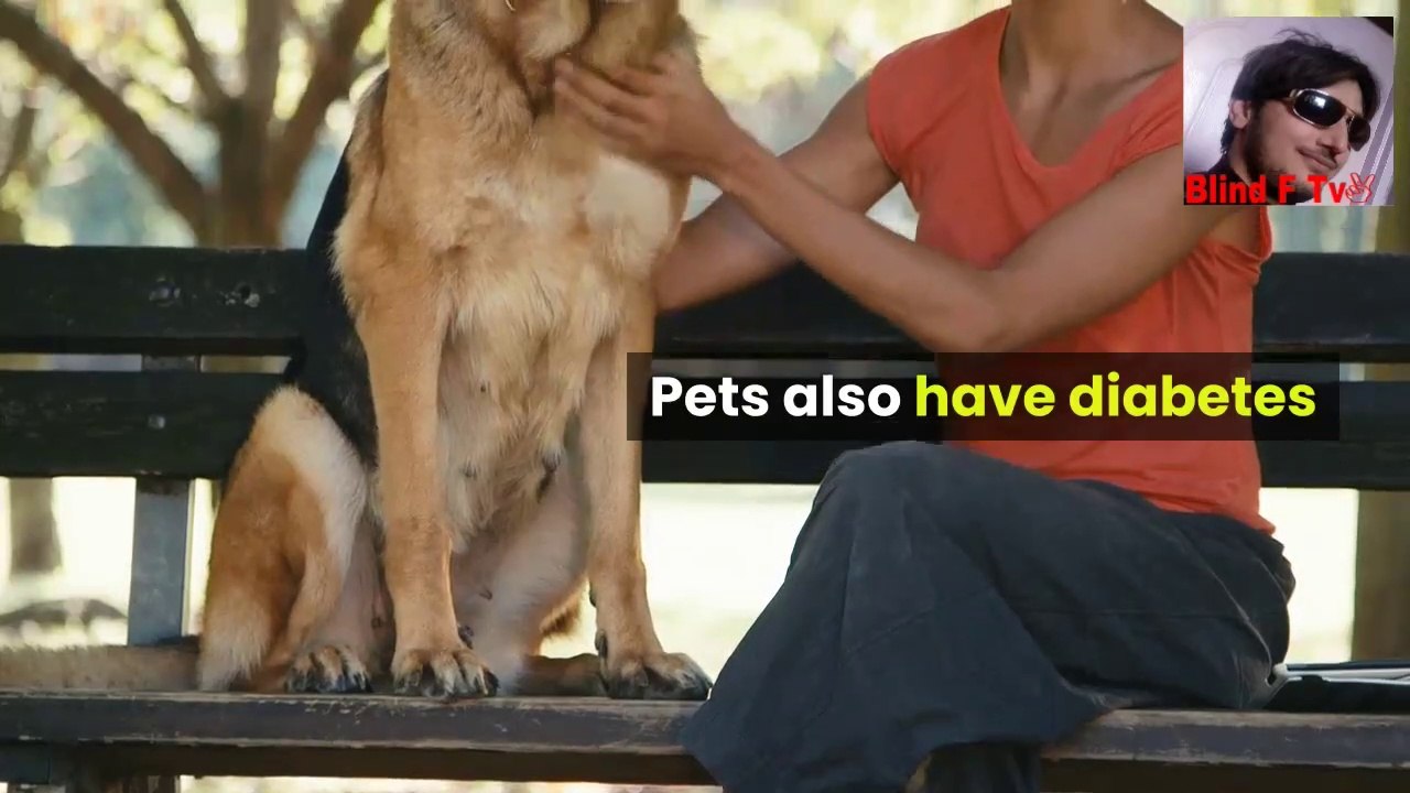 Animals or Pets also have diabetes