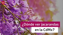 Sorpréndete con las jacarandas en CdMx