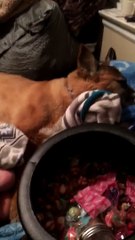 Sleeping Dog Has Fierce Kicks