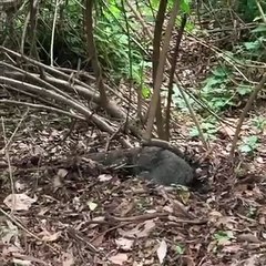 Wild Lace Monitor Eating Eggs