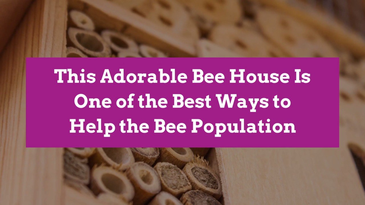 This Adorable Bee House Is One of the Best Ways to Help the Bee Population