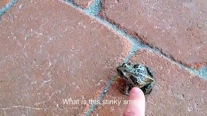 Cette petite grenouille déteste les humains