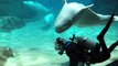 Ces dauphins mènent la vie dure aux plongeurs qui nettoient leur aquarium