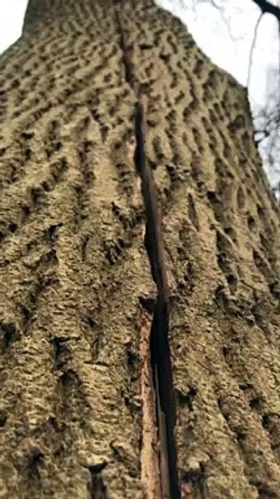 The Breathing Tree