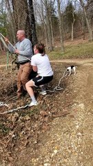 Daisey the Boston Terrier Wants to Help