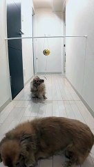 Adoption Anniversary Surprise for Adorable Doggos