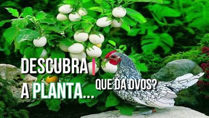 Descubra a planta... que da ovos? 