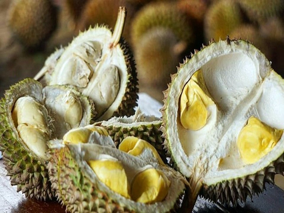 GROSIR, WA 0812-2707-5809, Bibit Durian Hasan Sulawesi Selatan