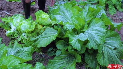 李子柒 - Kimchi, this sweet and sour flavor food will amaze your winter.温暖一冬的酸甜回味——辣白菜