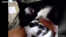 MOTHER CAT,  PARENTING DIARY(1), ANIMAL VIDEO, CAT VIDEO, 고양이 동영상, 어미 고양이, 동물 영상